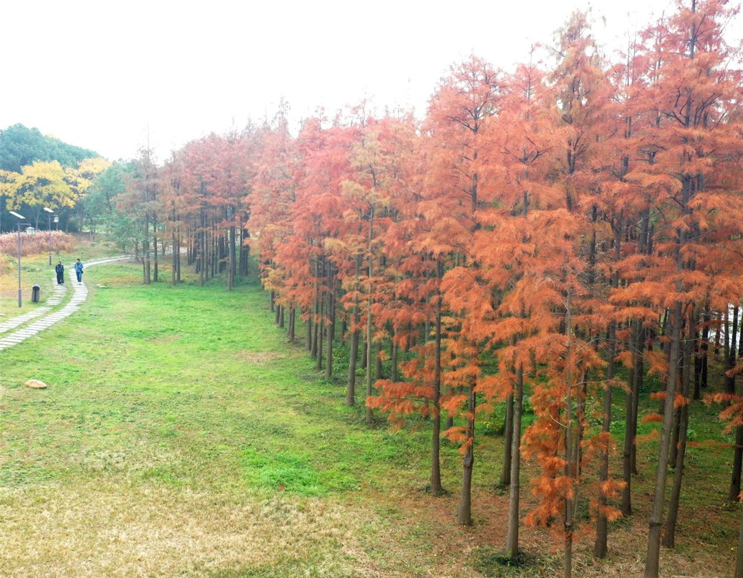 安徽巢湖：紅杉林進入最佳觀賞期