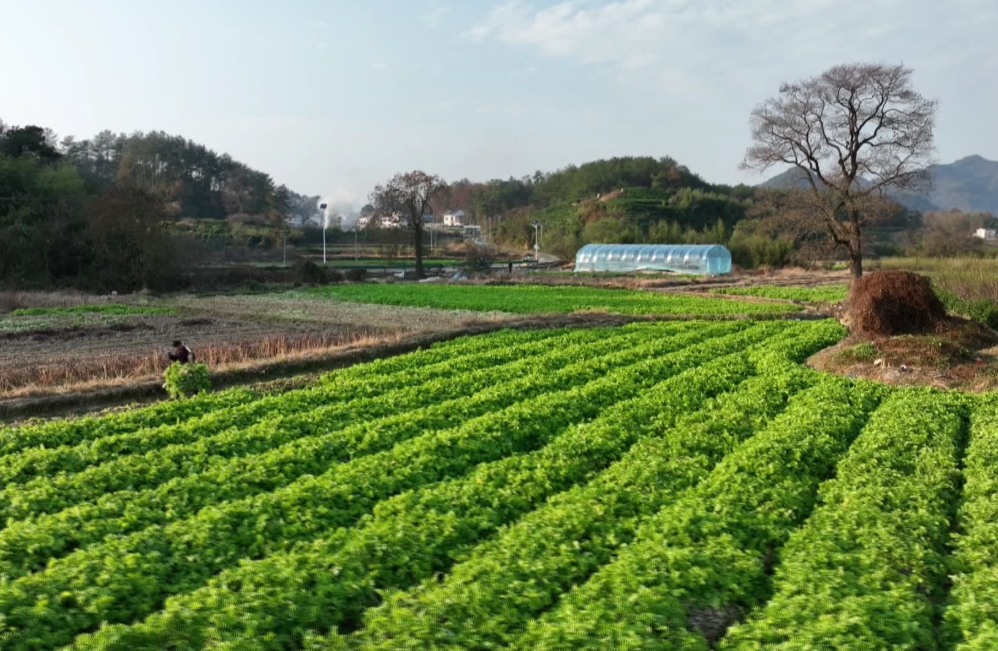 皖歙縣：「青山蘿蔔」喜豐收 古法育種保品質