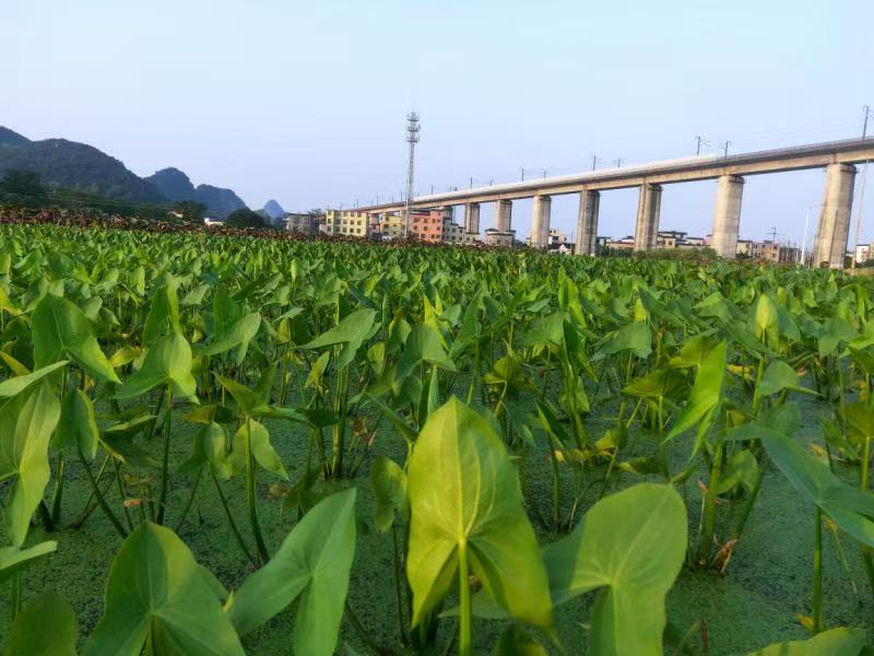 廣東韶關曲江區白土鎮300餘畝茨菇獲豐收 「泥巴果」變「致富果」